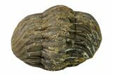 Bargain, Wide, Enrolled Morocops Trilobite - Morocco #157047-2